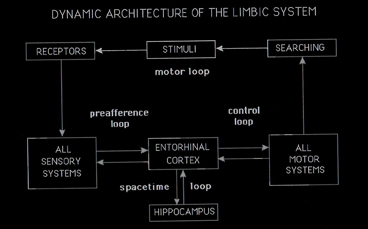 Simplified view of Damasio's model of consciousness: The protoself